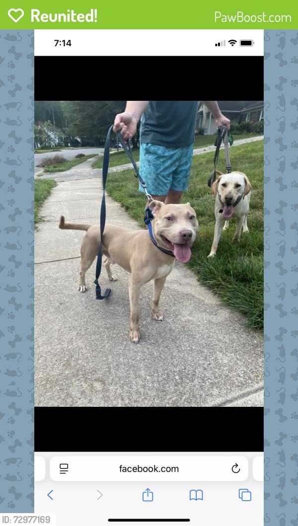 Reunited Male Dog last seen Aberdeen Terrace and Gales Avenue, Winston-Salem, NC 27103