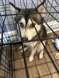 Lost Female Dog last seen Near 110 s 8th street Newark, Newark, NJ 07107