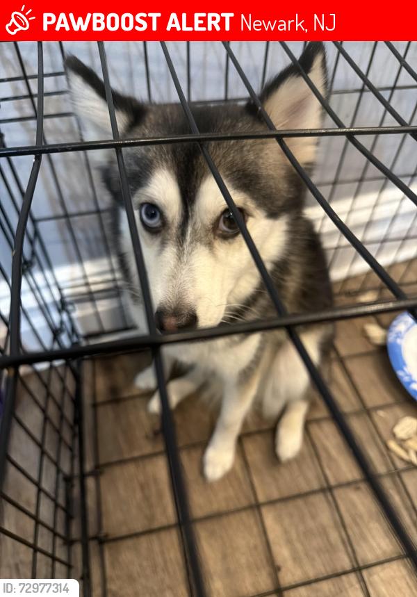 Lost Female Dog last seen Near 110 s 8th street Newark, Newark, NJ 07107