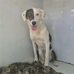 Shelter Stray Female Dog last seen Near BLOCK E STATE FAIR ST, DETROIT, MI 48205, 7401 Chrysler Dr, Detroit, MI 48211, USA