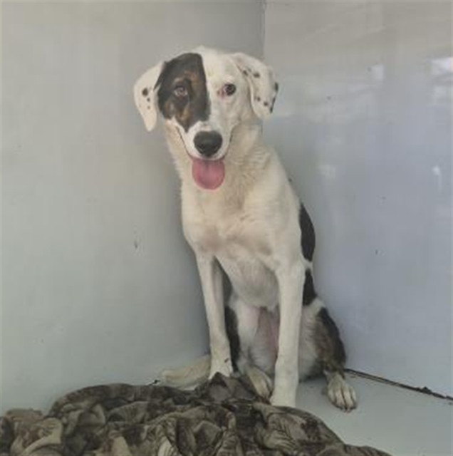 Shelter Stray Female Dog last seen Near BLOCK E STATE FAIR ST, DETROIT, MI 48205, 7401 Chrysler Dr, Detroit, MI 48211, USA