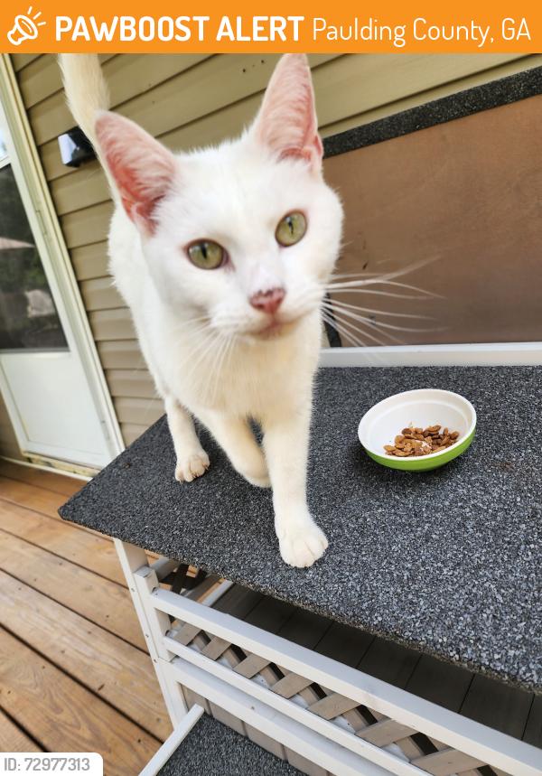 Found/Stray Unknown Cat last seen Scoggins Road, Paulding County, GA 30157
