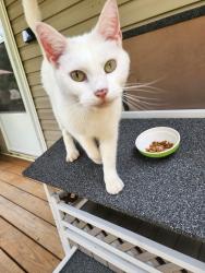 Found/Stray Unknown Cat last seen Scoggins Road, Paulding County, GA 30157