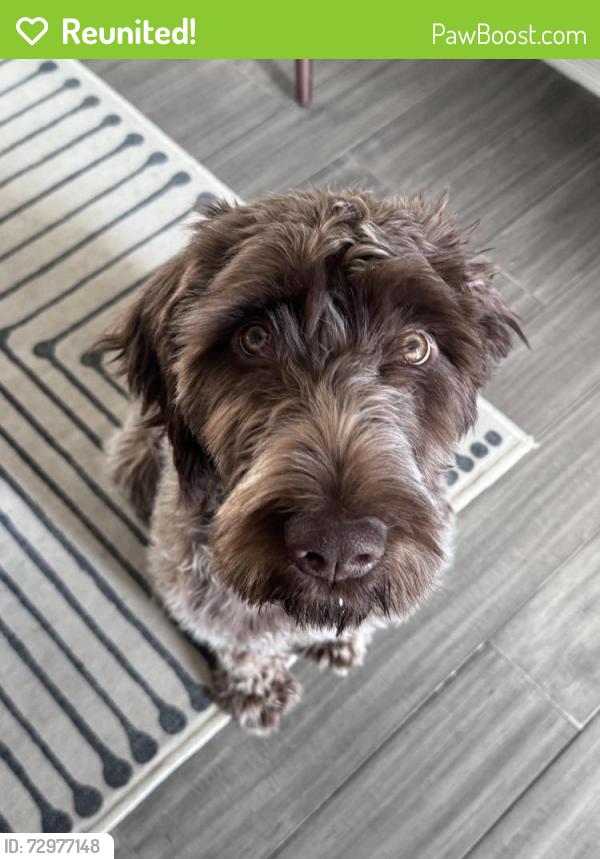Reunited Male Dog last seen Duffy Rd, Concord Township, OH 43015