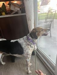 Reunited Female Dog last seen Corner of village glen drive and brittwood lane, Batavia oh, Batavia, OH 45103