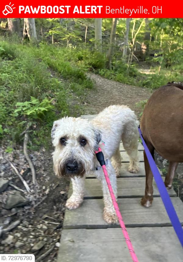 Lost Female Dog last seen Chagrin river road  south chagrin reservation , Bentleyville, OH 44022