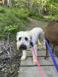 Lost Female Dog last seen Chagrin river road  south chagrin reservation , Bentleyville, OH 44022
