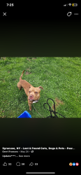 Found/Stray Male Dog last seen Tyson place , Syracuse, NY 13206