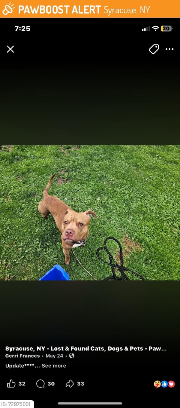 Found/Stray Male Dog last seen Tyson place , Syracuse, NY 13206