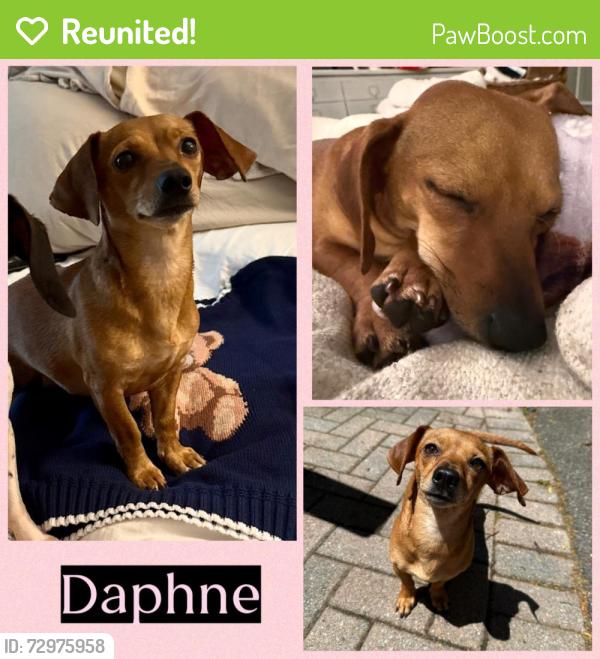 Reunited Female Dog last seen House garage 3316 new castle dr, Williamsburg, VA 23185