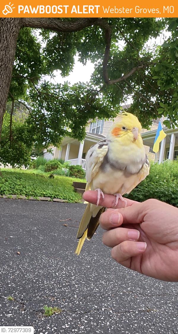 Found/Stray Unknown Bird last seen Calvert and Jackson near Blackburn park, Webster Groves, MO 63119