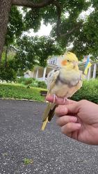 Found/Stray Unknown Bird last seen Calvert and Jackson near Blackburn park, Webster Groves, MO 63119