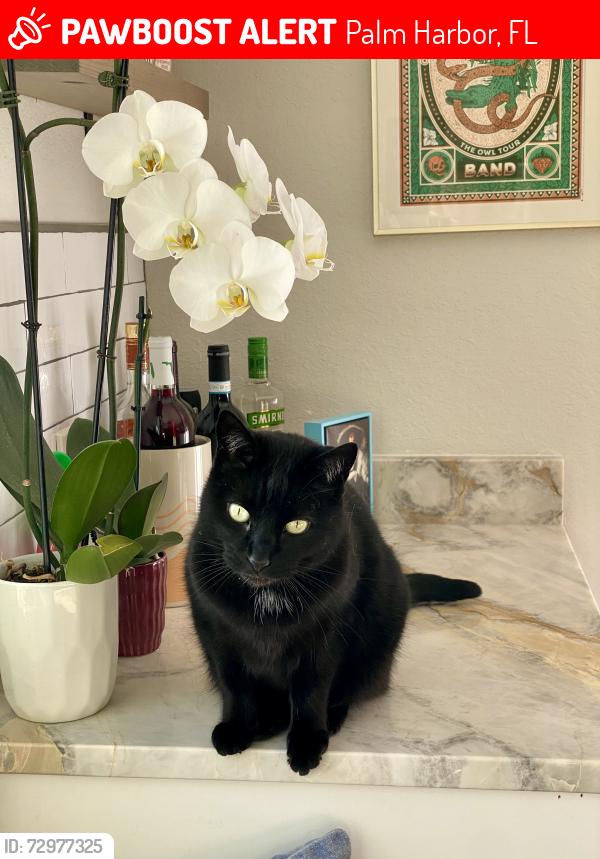 Lost Female Cat last seen Hollow Ridge Rd in Westlake , Palm Harbor, FL 34683