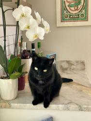 Lost Female Cat last seen Hollow Ridge Rd in Westlake , Palm Harbor, FL 34683