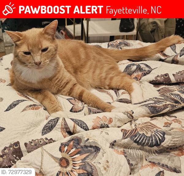 Lost Male Cat last seen Redwood dr and Cawdor dr, Fayetteville, NC 28304