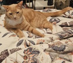 Lost Male Cat last seen Redwood dr and Cawdor dr, Fayetteville, NC 28304