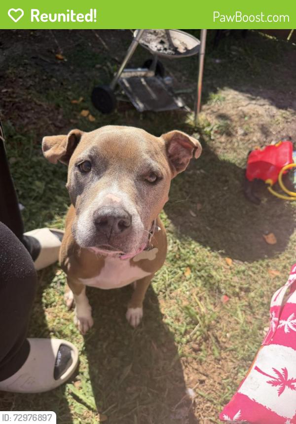 Reunited Female Dog last seen Bingham drive / the tribute by strike middle school , Frisco, TX 75036