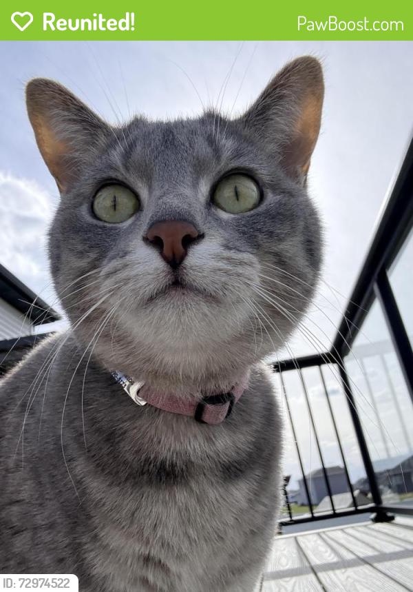 Reunited Female Cat last seen 66th Ave and 17th Steet, Fargo, ND 58104