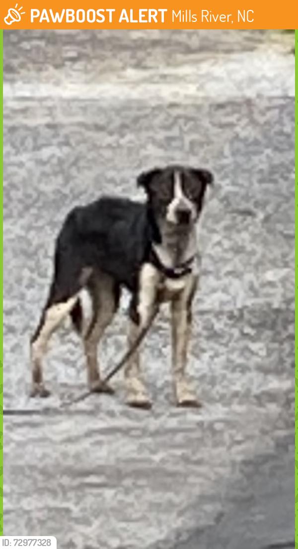 Found/Stray Female Dog last seen Mt Gilead Church Rd, Mills River, NC 28759