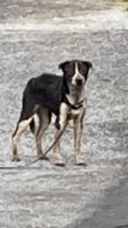 Found/Stray Female Dog last seen Mt Gilead Church Rd, Mills River, NC 28759