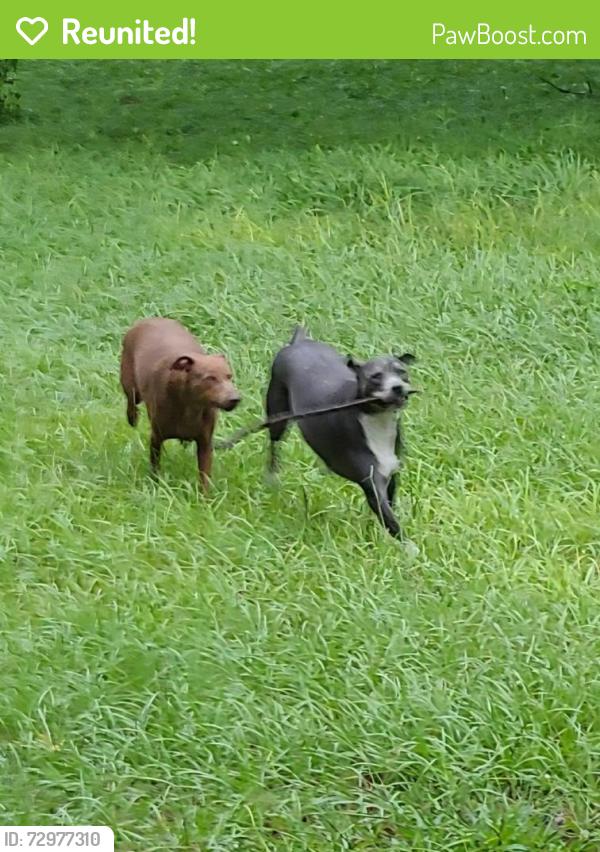 Reunited Female Dog last seen Black Walnut St, Grays Highlands, FL 34669, USA, Grays Highlands, FL 34669