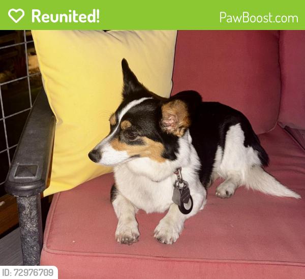 Reunited Unknown Dog last seen Belleview and Wadsworth, Denver, CO 80235