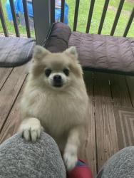 Reunited Male Dog last seen Lees lake, Fairburn, GA 30290