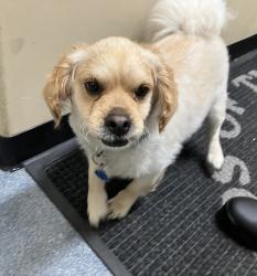Found/Stray Male Dog last seen 1st street near sylvan ave clifton, Clifton, NJ 07011