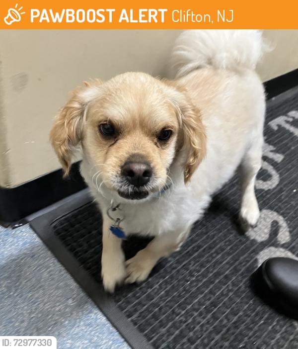 Found/Stray Male Dog last seen 1st street near sylvan ave clifton, Clifton, NJ 07011
