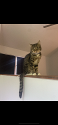 Reunited Male Cat last seen Near S Prospect Terr, Inverness, FL 34450