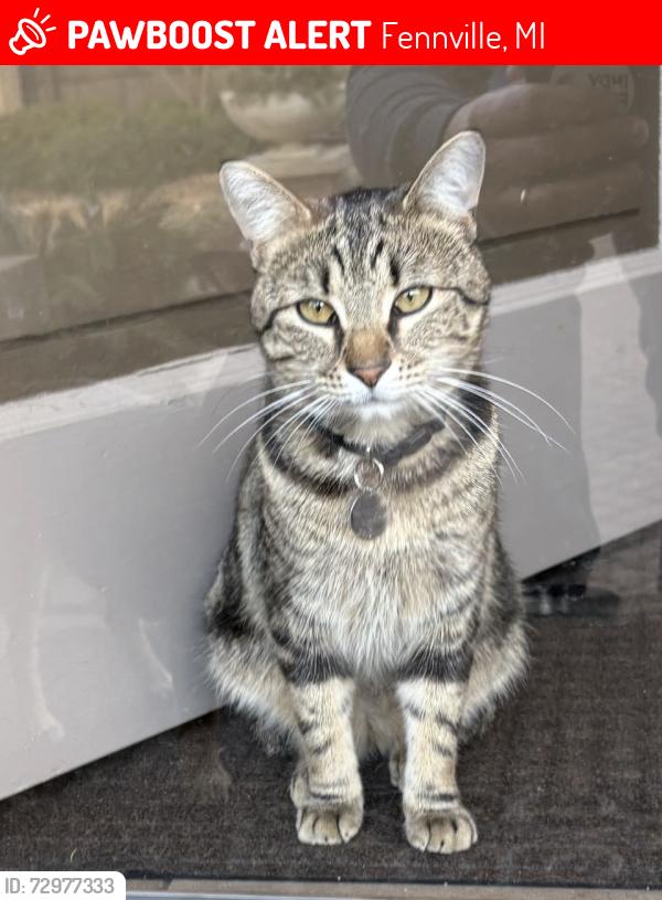 Lost Male Cat last seen Sherwood Trail and Bluestar Highway, Fennville, MI 49408