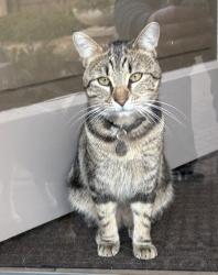 Lost Male Cat last seen Sherwood Trail and Bluestar Highway, Fennville, MI 49408
