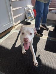 Reunited Female Dog last seen Route 5, Lackawanna, NY 14218
