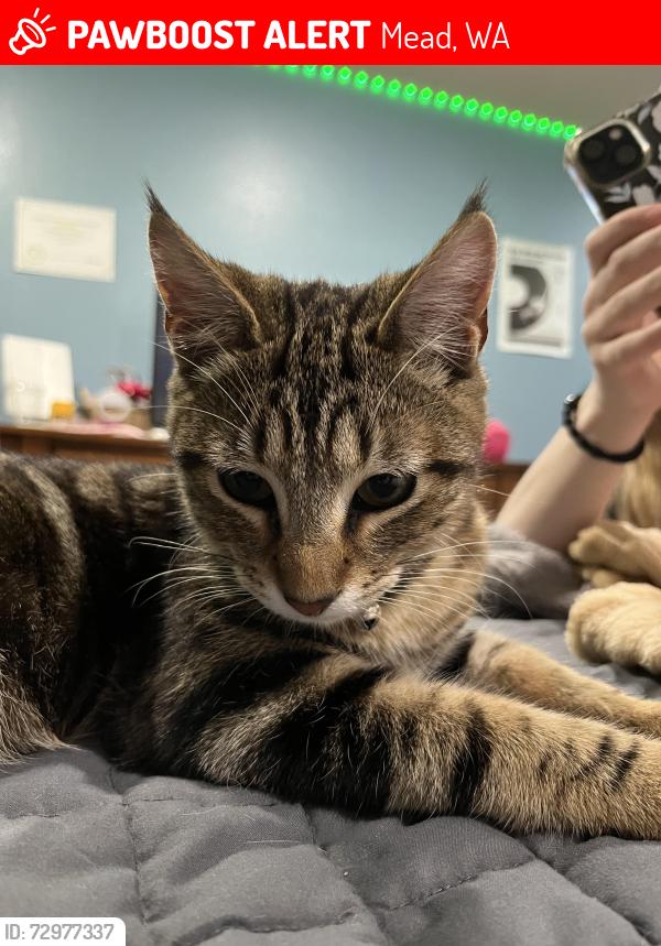 Lost Male Cat last seen Day Mt Spokane, Mead, WA 99021