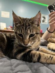 Lost Male Cat last seen Day Mt Spokane, Mead, WA 99021
