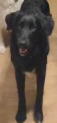 Lost Female Dog last seen Fairlawn Schools, Sidney, OH 45365