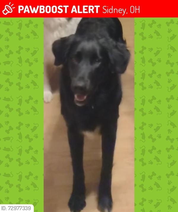 Lost Female Dog last seen Fairlawn Schools, Sidney, OH 45365