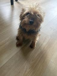 Lost Female Dog last seen Wadsworth and 112th, Los Angeles, CA 90059