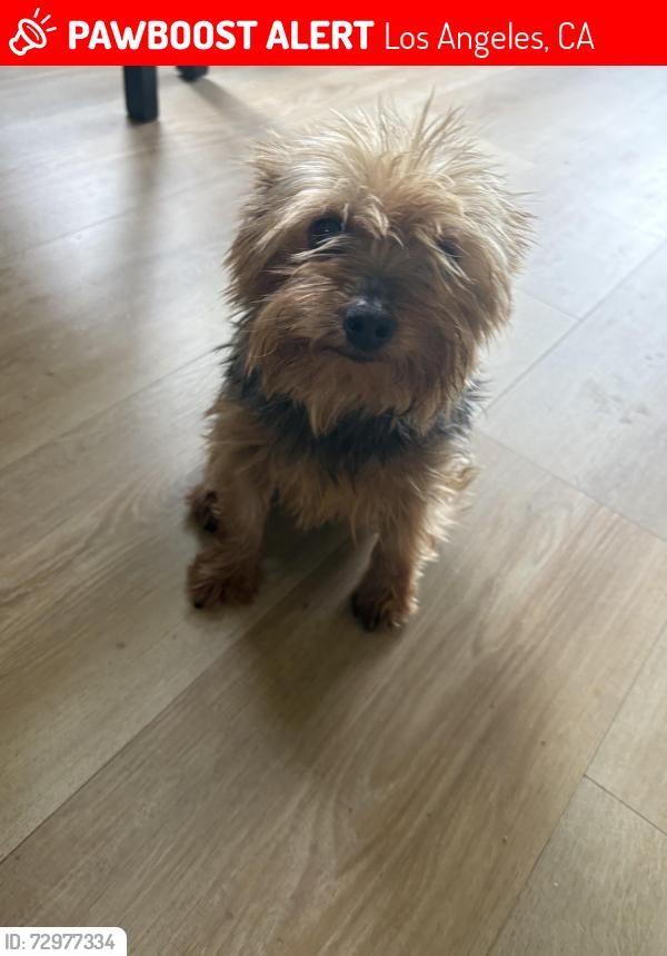 Lost Female Dog last seen Wadsworth and 112th, Los Angeles, CA 90059