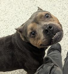 Shelter Stray Female Dog last seen Atlanta, GA 30331, Atlanta, GA 30336