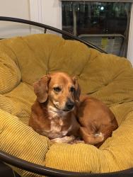 Reunited Female Dog last seen Clover St NW, Winston-Salem, NC 27101