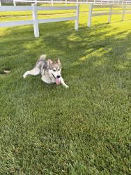Found/Stray Unknown Dog last seen Alexia and Parrington drive, Indianapolis, IN 46236