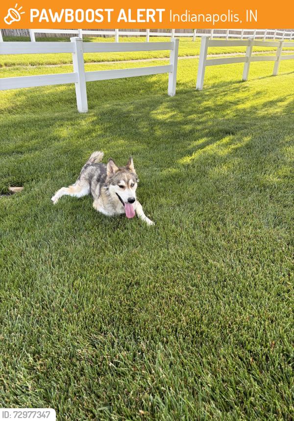 Found/Stray Unknown Dog last seen Alexia and Parrington drive, Indianapolis, IN 46236