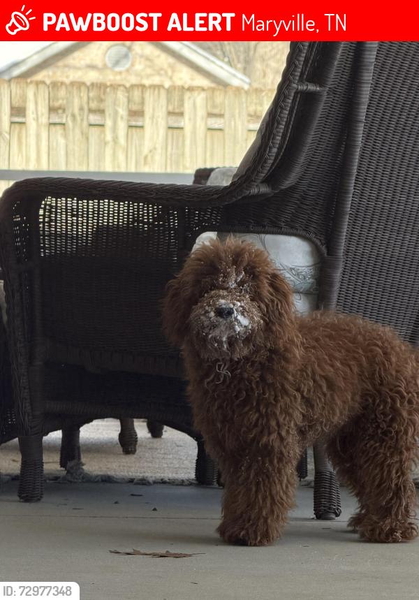 Lost Male Dog last seen Woodward Ct in Windridge subdivision , Maryville, TN 37803