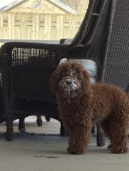Lost Male Dog last seen Woodward Ct in Windridge subdivision , Maryville, TN 37803
