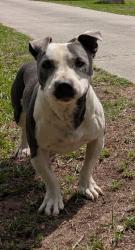 Reunited Male Dog last seen Bear creek rd, Blythewood, SC 29016