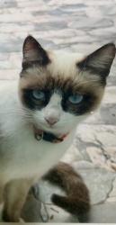 Lost Female Cat last seen Chickasaw Trail and Curry Ford Road, Orlando, FL 32825