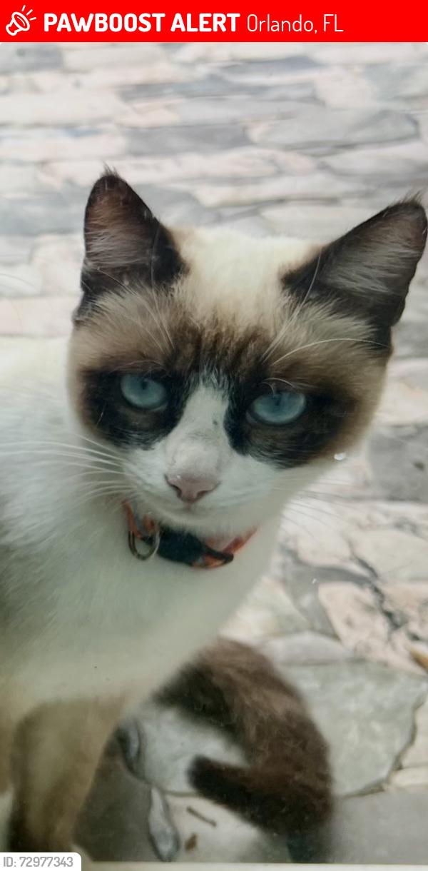 Lost Female Cat last seen Chickasaw Trail and Curry Ford Road, Orlando, FL 32825