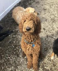 Lost Male Dog last seen Middle/Haigh/Old Gordon roads, Brentwood, NH 03833