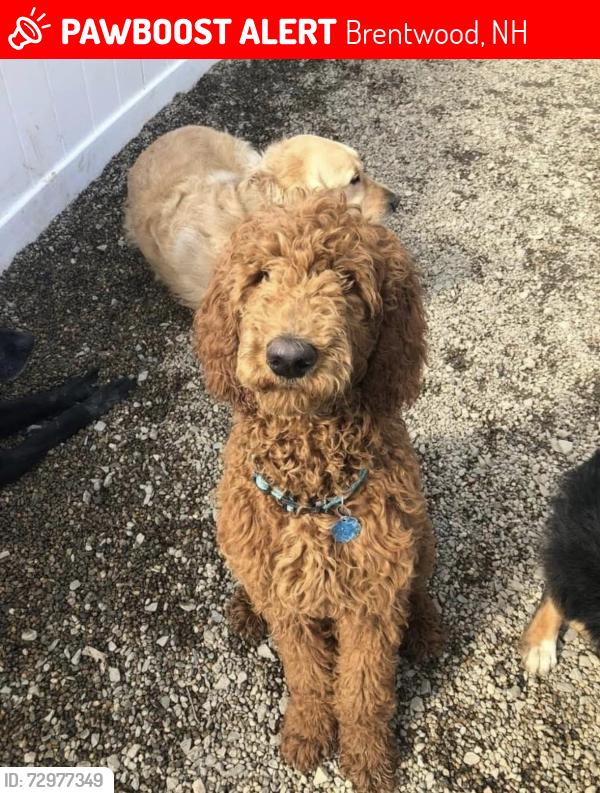 Lost Male Dog last seen Middle/Haigh/Old Gordon roads, Brentwood, NH 03833